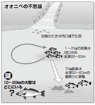 魚の説明図
