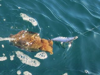 知っていると面白い イカ釣り雑学 イカのやる気を知る方法とイカスミ回避術