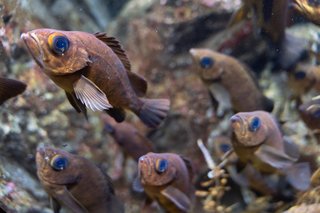 メバルの群れの写真