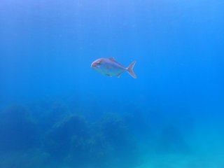 泳ぐカンパチの写真