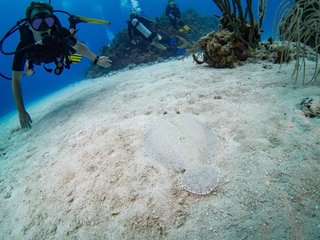 砂と同化するカレイの写真