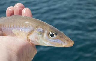 シロギスのアップ写真