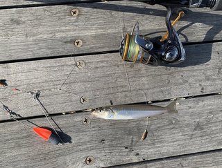 タックルとシロギスの写真