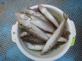 シロギスの写真