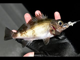 メバリング プラグ まとめ売り オルガリップレス スネコン オルガリップレス43GP 極上カラー | UOYA FISHING（釣具）| 釣具