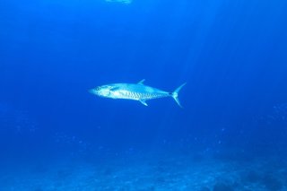 サゴシを釣って美味しく食べよう 臭いの原因と締め方のコツもご紹介