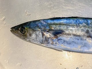 サゴシを釣って美味しく食べよう 臭いの原因と締め方のコツもご紹介