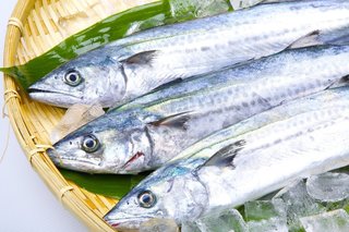 サゴシを釣って美味しく食べよう 臭いの原因と締め方のコツもご紹介