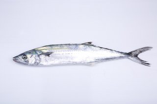 サゴシを釣って美味しく食べよう 臭いの原因と締め方のコツもご紹介 サゴシを釣って美味しく食べよう 臭いの原因と締め方のコツもご紹介