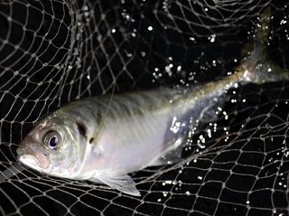 鬼アジ爆釣の秘訣 釣果に悩む釣り人必見 アタリを増やす狙い方とは