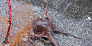 釣り上げられたマダコの写真