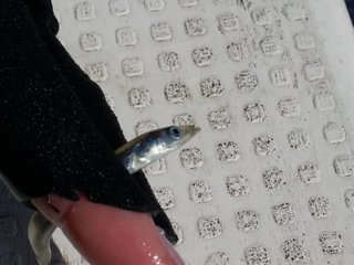 イカナゴの写真