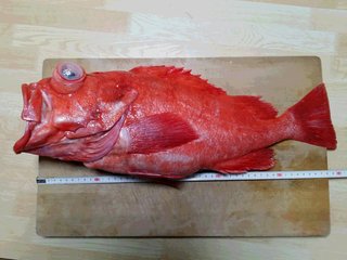 アコウダイの写真