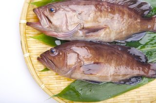 マハタってどんな魚 生態から釣り方 おすすめの料理法まで一挙ご紹介