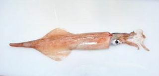 ケンサキイカの写真