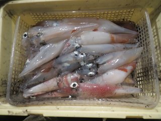 イカの釣果の写真