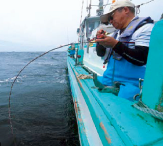 引きも味も文句なし 浅場を狙う名物 金アジ