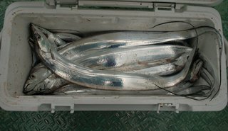 大阪湾釣行記 タチウオテンヤの空振りを打破 決め手は竿の使い分け
