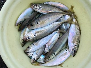 バケツの中のマアジの写真