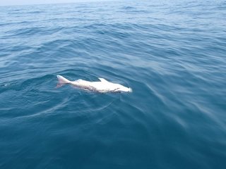 苦しげに泳ぐマダイの写真