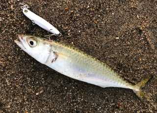 鯖を釣って食べよう 刺身は美味しいけどアニサキスが怖い