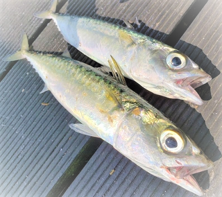 浜名湖でルアーゲームを楽しみたい シーバスやチヌの釣り方特集