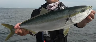 泳がせ釣りをマスターしたい 仕掛けや釣り方を覚えよう