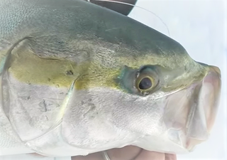 クエってどうやって釣ればいいの 釣り方や時期 おすすめタックルをピックアップ