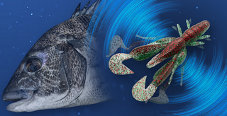 チャンクロー2 8クロダイに22年新しいカラーが追加ラインナップ ジャッカル