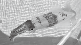 マルイカの写真