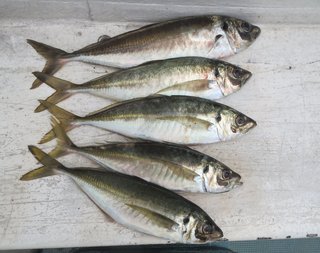 鬼アジ釣りのバラシ対策 意外な落とし穴をクリアして釣果アップ
