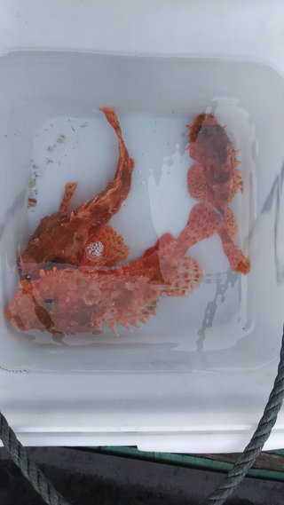 オニカサゴの釣果の写真