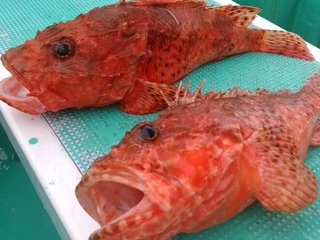 オニカサゴの写真