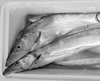 タチウオの写真