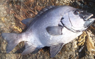 釣る前にイシダイついて詳しく知りたい 荒磯でないと釣れないの