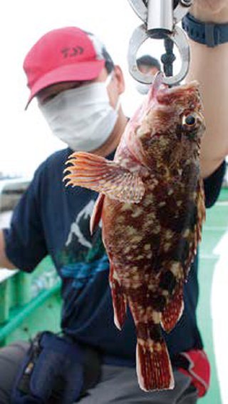 手軽にメバル カサゴの引きを満喫ベイエリア横浜の夜釣りはいかが