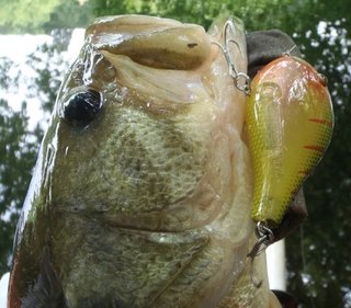 初夏のビックバス探しのヒントは子バスが持っている 共食いを利用したビッグバスゲットの秘訣って