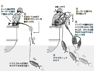 相模湾 駿河湾のキハダ カツオ