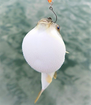 クサフグの生態って知ってる 釣り場でよく出会う魚シリーズ 毒危険