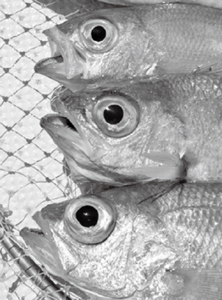 アカムツの写真