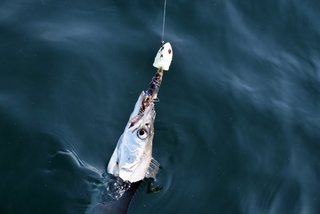 タチウオの写真