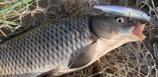 鯉釣りの仕掛けにはどんなものがあるの 鯉の釣り方特集