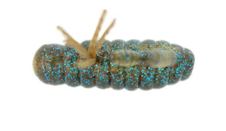 バス釣り用虫系ワーム 青木虫 使い方 おすすめタックル特集