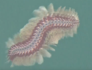 ウミケムシ/海毛虫の氷漬け ウミケムシは毒を持つ海の危険生物！特徴やおすすめ対処法