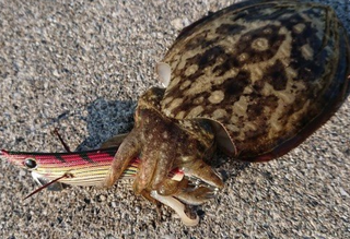 スミイカを釣りたい 生態や釣り方を大特集 エギング