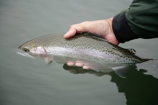 キャッチアンドリリースの写真