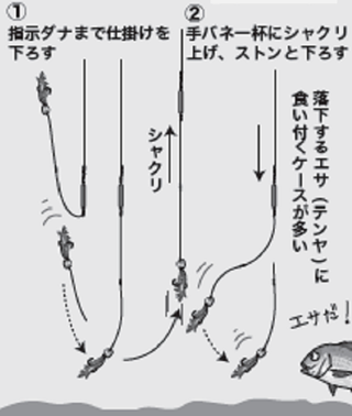 小さな秋の遊び方①】マダイ～釣り方フリー東京湾のエビタイ船～