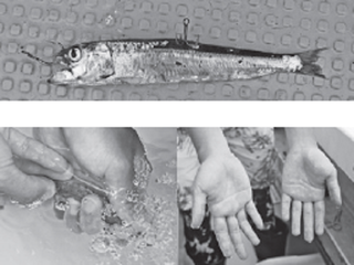 エサ付けの写真