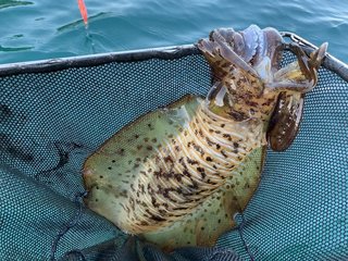 アオリイカが釣れる時期はいつ エギングにおすすめの釣り場や時間帯もご紹介