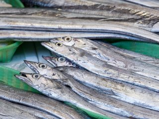 タチウオの写真